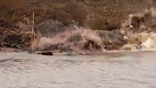 Tiger vs Crocodile Real Fight at River!