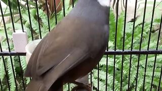 the gacor poksay bird makes a beautiful and loud sound while wagging its tail