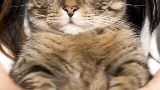 Funny Cats Dance