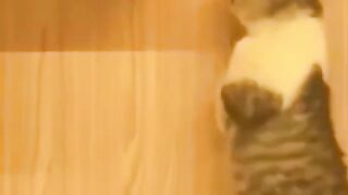 Funny animals