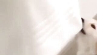 funny dog video #33