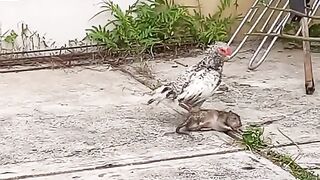 chicken vs mouse
