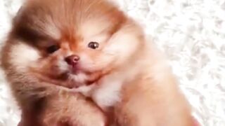 baby dog so cute