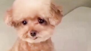 dog facial expression