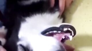 funny husky dog