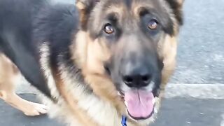 Best.. video animal . dogs