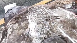 big fish on my boat