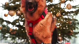 unny and Cute Dog Pomeranian ????????| Funny Puppy Videos