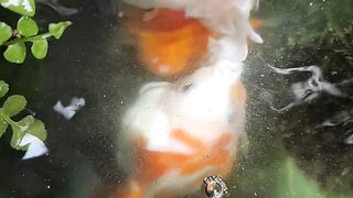 ikan mas koki