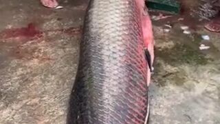 i got super big fish