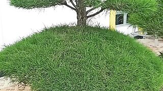 Tree my office