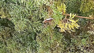 My animal small Part 1