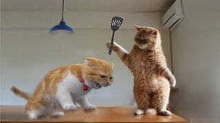 Cats Being Jerks! When The Cats Get Mad And Attack You