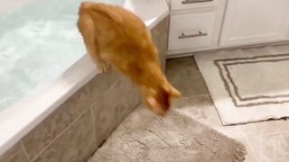 Funny Cat Videos