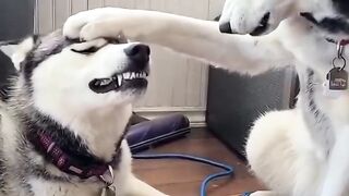 Two dog bodyguard
