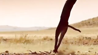 Animal Diary