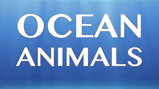 OCEAN ANIMALS