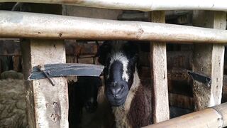Mengelola Kambing Dan Sapi Untuk Qurban