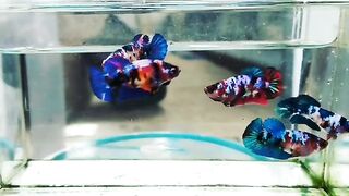 All Female Betta