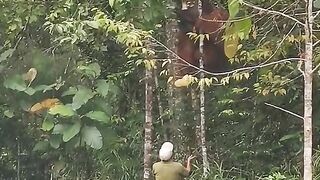 BIG MONKEY