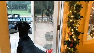 A Rare Christmas Thunderstorm Is Examined by a Great Dane