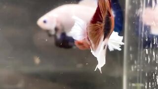 Betta fish big ear