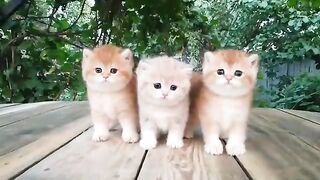 Verry cute baby cat