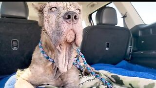Except for his gentle soul, this dog was broken.