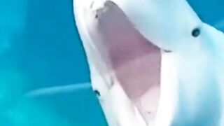 Funny Animals Reaction