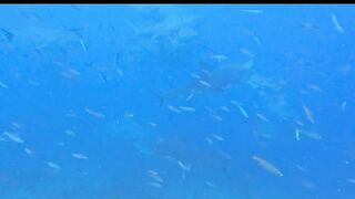 When the bait bucket appears, hungry bull sharks quickly congregate.