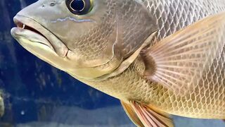 Big Fish for Aquarium