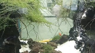 waterfall aquarium natural setting