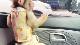 Cute monkey is afraid to ride in a car