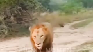 Funny Animals, Funny Dogs Cats Pets And Animals Viral Videos