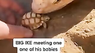 Big-ike-meets-Baby-ike-_12.mp4
