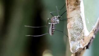 MOSQUITO