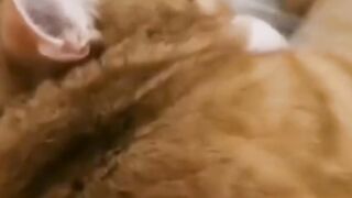 Smart Cute pets