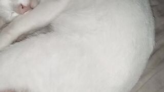 Kucing jantan kesayangan seperti kelinci