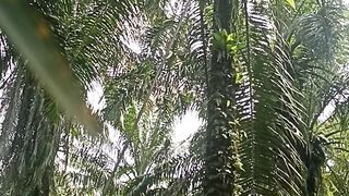 Palm oil processing in farm