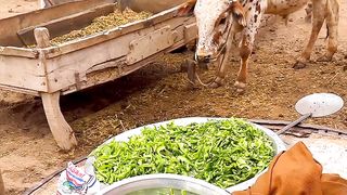 Traditional Marriage Ceremony | Traditional Marriage Ceremony in Pakistan | Traditional Marriage Ceremony in Pakistan Village