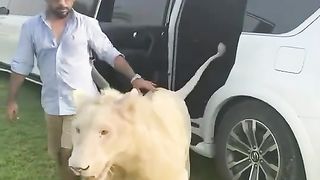 Funny Win