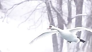 The landing process of a mute swan
