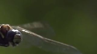Slow Motion Dragonflies