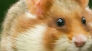 The cutest animal ever？