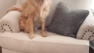 The many poses of my dog. #goldenretriever #dog