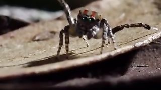 Deadly Spider Dance-Off! ????