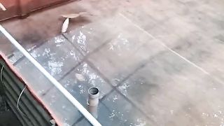 Cara pindahkan LARVA LELE yang KEPADATAN dalam satu kolam