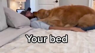Golden Retrievers are the best dogs. #dog #goldenretriever