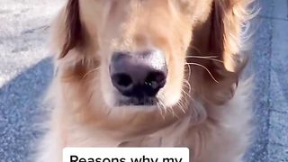 Reasons why my dog would not survive in the wild. #dog #goldenretriever