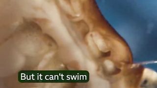 Crab risks it all for love ???? #PlanetEarth3